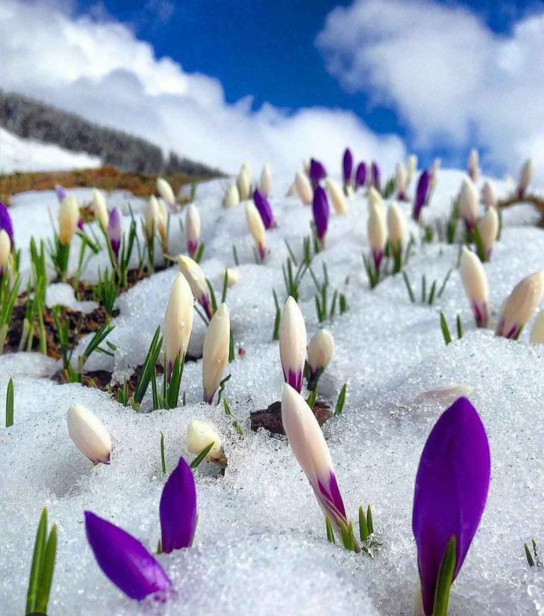 🕊⋆. 𝕞𝕠𝕠𝕚𝕖 𝗜𝘀𝗮𝗯𝗲𝗹 🕊⋆. tweet media