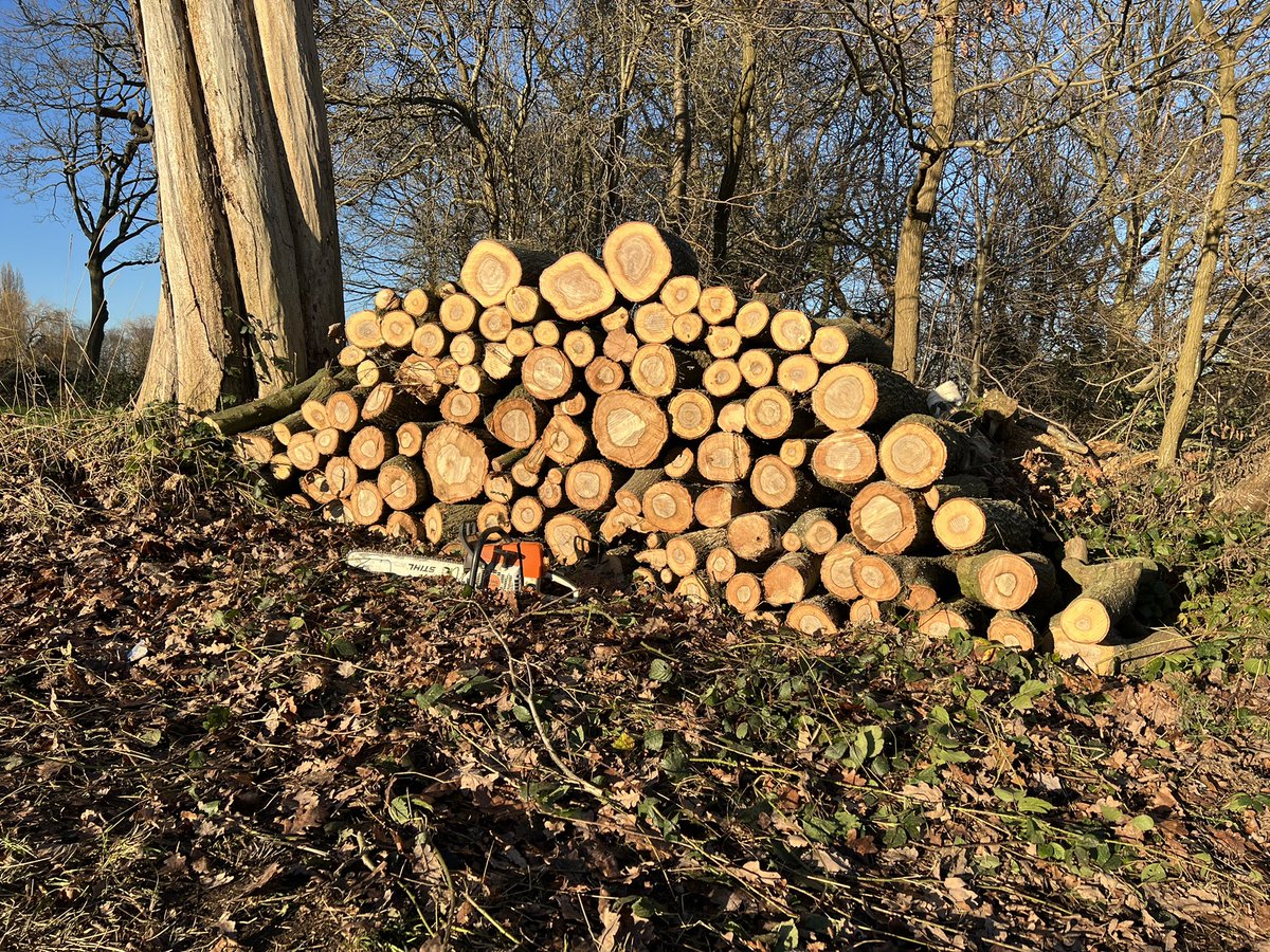 Woodland management between the 10th green and 16th carry. Increasing  light and airflow in this area #woodlandmanagement #lightandair #winterproject #greenkeeping