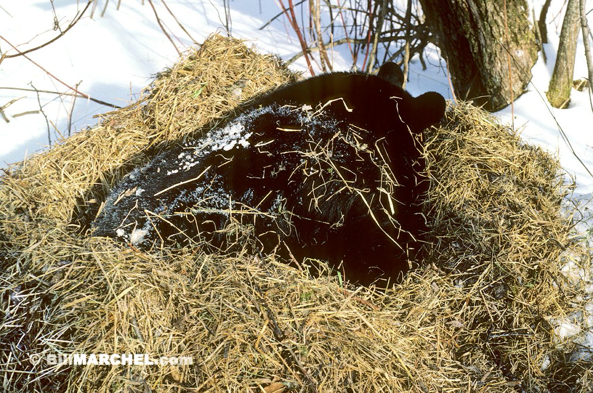 Typically, Black Bears spend the winter underground or at least under an obstacle such as an uprooted or downed tree. Sometimes though, they just rake a pile of grass and leaves into a nice bed, curl up, and go to sleep.