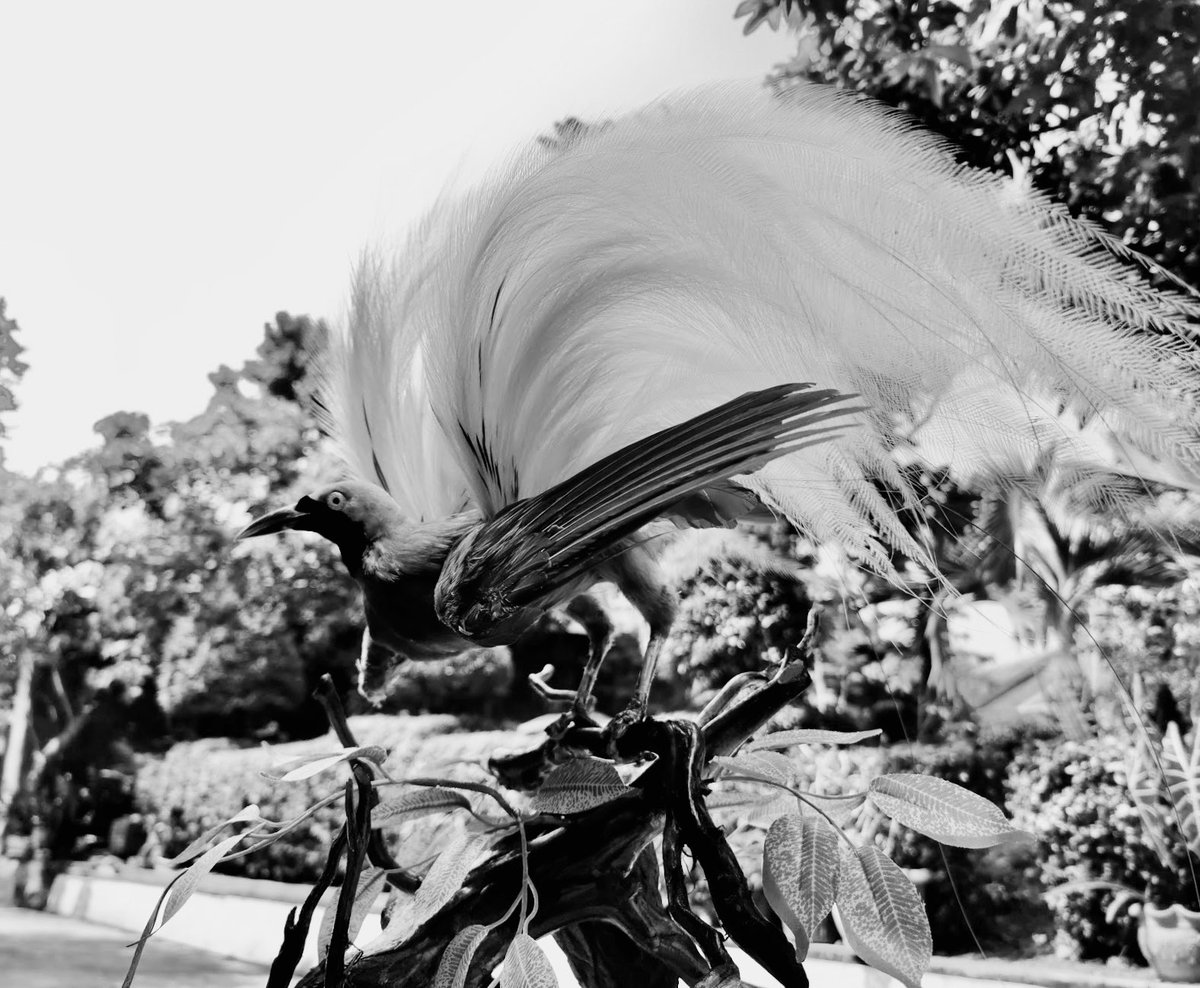 itsbae_'s tweet photo. Bird of paradise https://t.co/Xde9AcPCe0