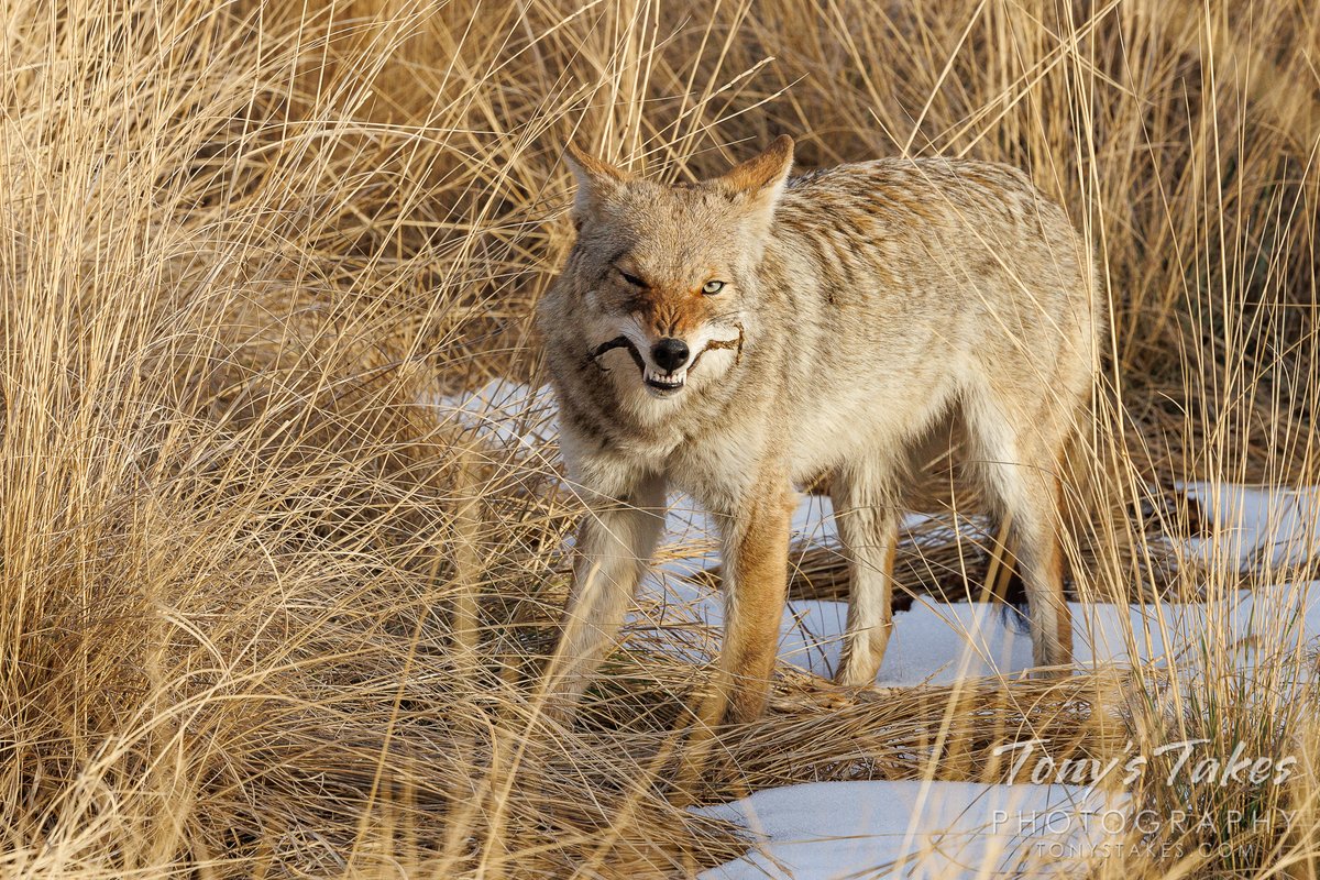 TonysTakes's tweet photo. Coyote snacks on some jerky, shows off her pearly whites. A girl’s gotta eat, right? I have no idea what it was and it certainly did not look tasty but she seemed to enjoy it well enough. 😉
#wildlife #wildlifephotography #Colorado #Thornton #coyote #getoutisde #Canon #EOSR5 https://t.co/YrgzTAIlWX