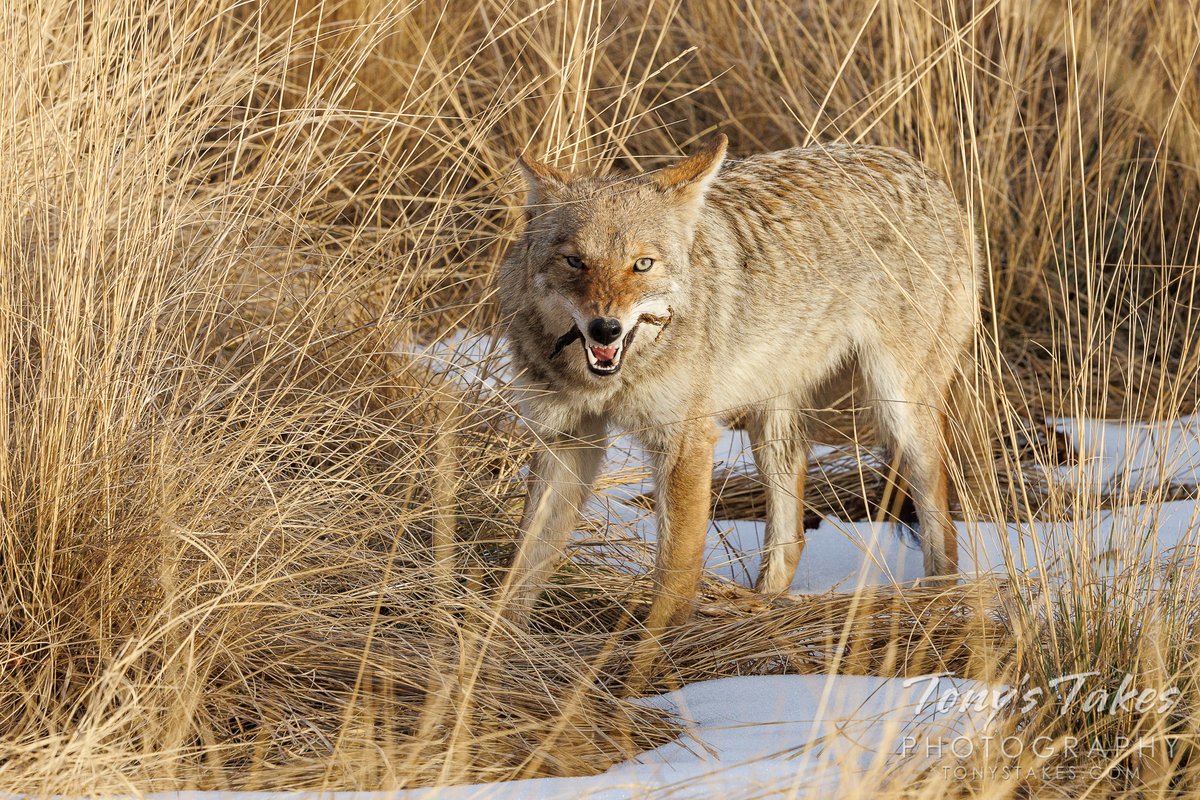 TonysTakes's tweet photo. Coyote snacks on some jerky, shows off her pearly whites. A girl’s gotta eat, right? I have no idea what it was and it certainly did not look tasty but she seemed to enjoy it well enough. 😉
#wildlife #wildlifephotography #Colorado #Thornton #coyote #getoutisde #Canon #EOSR5 https://t.co/YrgzTAIlWX