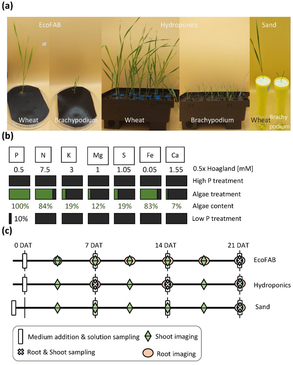 📢New Article in #Agronomy
🌱" #Root Growth and Architecture of #Wheat and #Brachypodium Vary in Response to #Algal #Fertilizer in #Soil and Solution " by Lisa Mau et al.
🔓Read it here: mdpi.com/2073-4395/12/2…