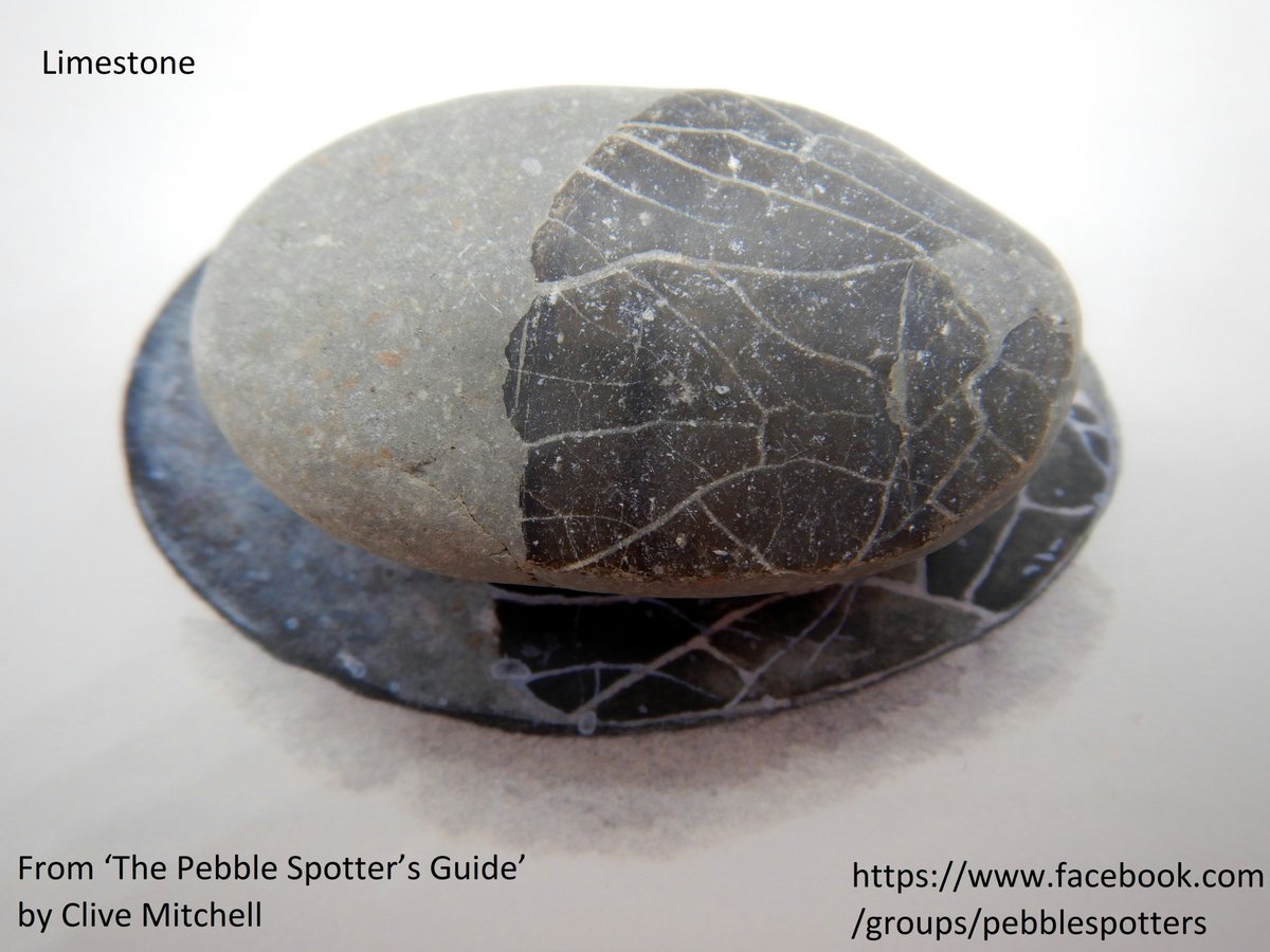 CliveBGS's tweet photo. Limestone - this pebble has a squished fossil of a Plagiostoma shell, a bivalve marine shell fish preserved in Jurassic limestone around 200 million years old - this pebble came from Penarth beach, Vale of Glamorgan, Wales courtesy of @GarethFarr1  #PebbleSpotting #28Pebbles https://t.co/GNjKxQntGg