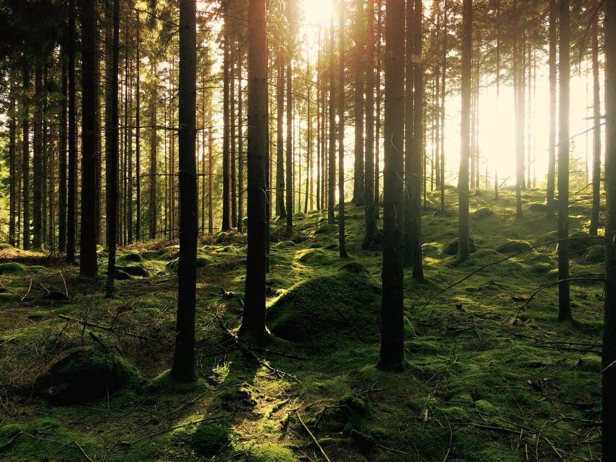 How can National Forest Inventories (NFIs) contribute to European level #forest monitoring?🌲 #EUForestStrategy #bioeconomy 

🌳Join this insightful webinar organized by @LukeFinlandInt &amp; #ENFIN! 

📆January 27th, 2022 - 13.00-15.00 CET

Sign up 👇forms.office.com/Pages/Response…