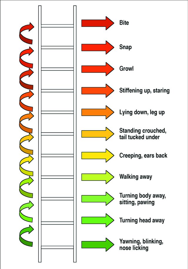 ElseVerbeek's tweet image. Reading dog body language is critical in preventing dog bites. Use the canine aggression ladder (Shepherd 2004) to identify early signals of aggression and prevent escalation. Read more about dog aggression here:
amazinganimalminds.com/2022/01/five-c…
#dogbehaviour #dogbodylanguage