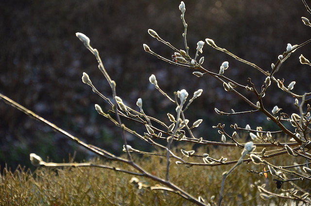 Garden_Notes's tweet image. Januarimpressionen aus dem Wilden Garten: wildgardening.de
#Garten