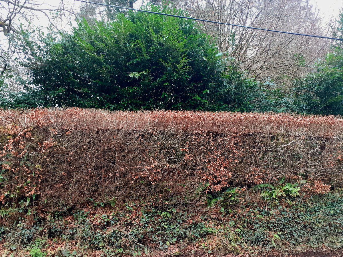 Nice to see a bit of incremental trimming in action on this roadside beech hedge