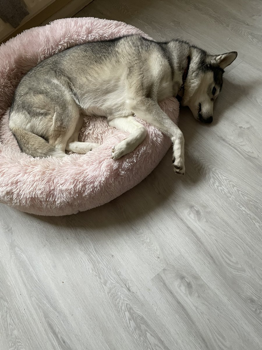 Kel12Rutledge18's tweet photo. Think Shadow has misunderstood how beds work 😂🙈 #ShadowTheHusky #Husky #Shadow #StrangeDog https://t.co/r7hvLm6ZFl