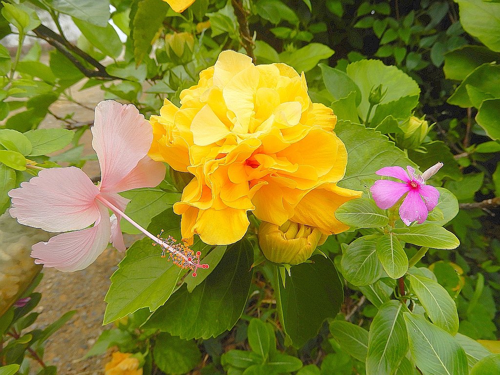 自宅の垣根に咲いた二色のハイビスカスのコラボが綺麗です。 The collaboration of the two-colored hibiscus that bloomed on the f