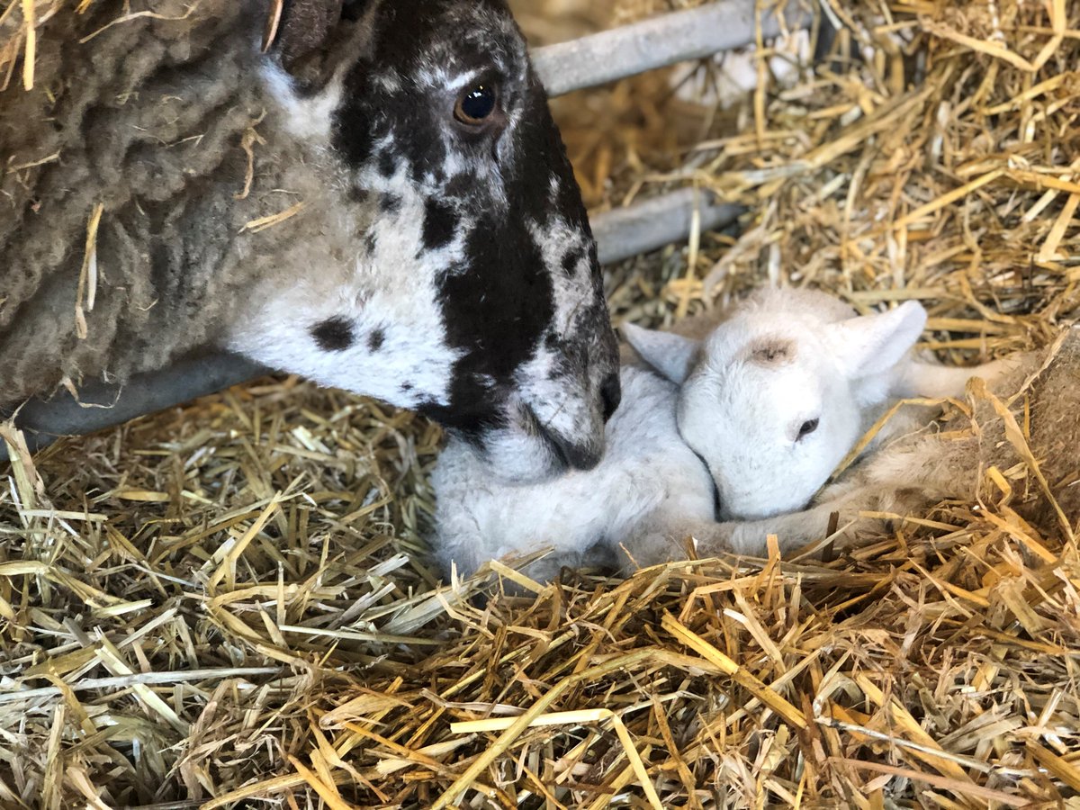 New year, lambing season! Find a Shepherdess® lamb milk stockist near 'ewe’!

provimi.eu/uk-shepherdess

#Laming2022