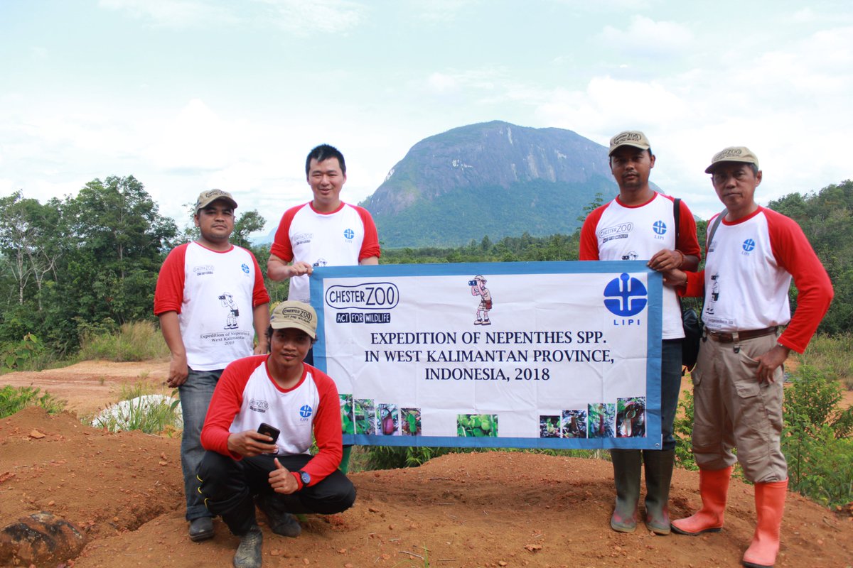 A critically endangered carnivorous plant found wild only on Mount Kelam, Indonesia, Nepenthes clipeata is one of the rarest plants on Earth 🌱⛰️

We've been uncovering its unique ecology with the experts at the Indonesian Institute of Sciences (LIPI).

👉 chesterzoo.org/what-we-do/pub…
