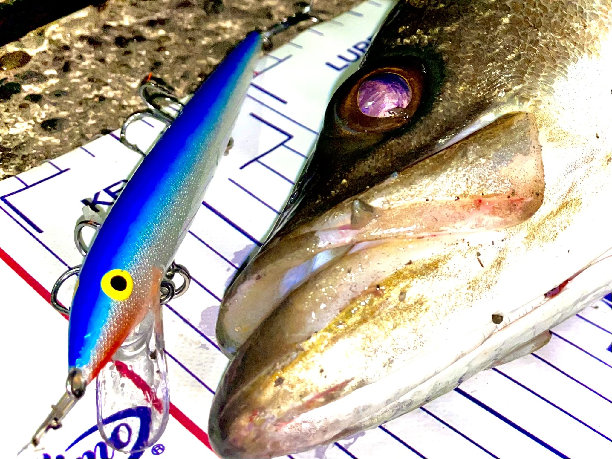 تويتر シーバスルアーラボ على تويتر ラパラ オリジナルフローターf18 イナッコ サヨリ コノシロ この季節に良型狙うには外せないルアーです 昨夜の釣果です シーバス 釣り Rapala 釣り好きな人と繋がりたい シーバスルアーラボ Youtube T