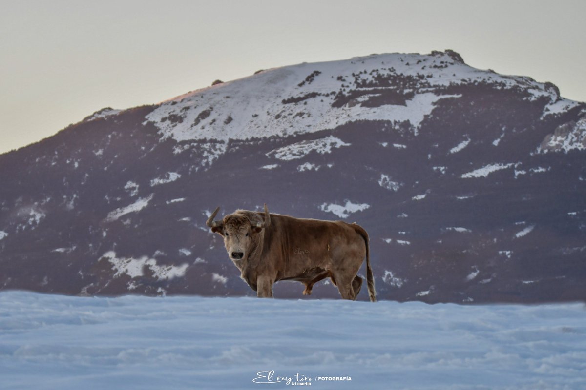 El Rey Toro tweet media