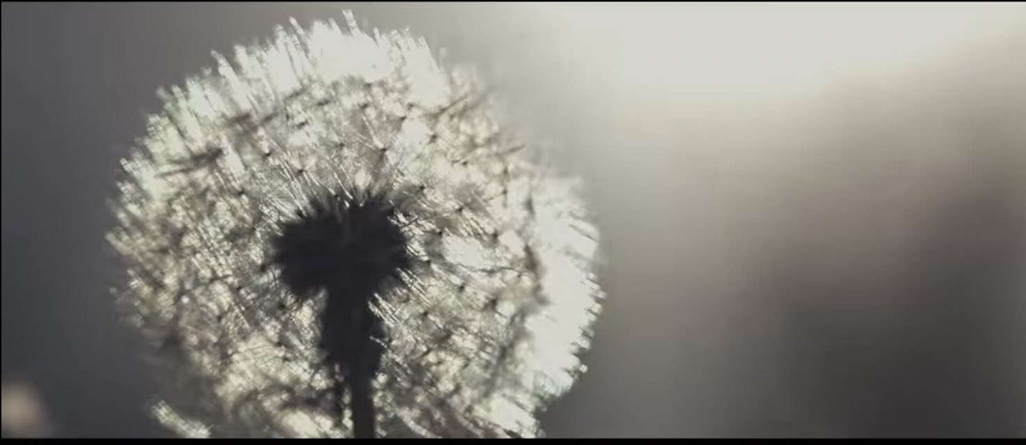 Bise Nissyの君に触れた時からに 一瞬映る花たち この花たちに意味があるのかは分かりませんが好きなシーンなので花言葉調べてみました ほかにも調べきれなかった植物達がたくさんありました ラッパスイセンの花言葉 報われぬ恋 キミフレ 君に