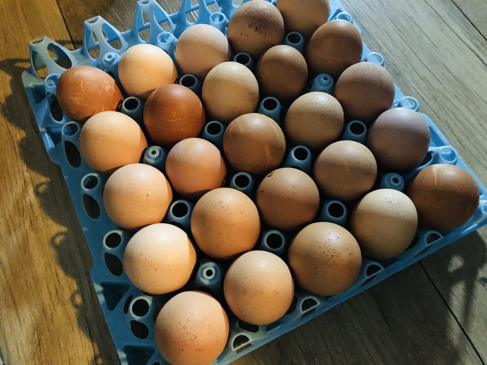 クマザワタマゴ Twitter Search Twitter