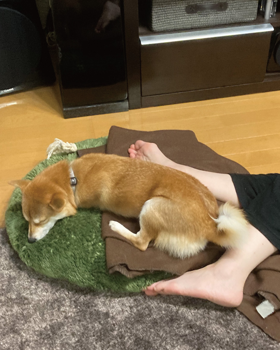 足元で寝る犬 Twitter Search Twitter