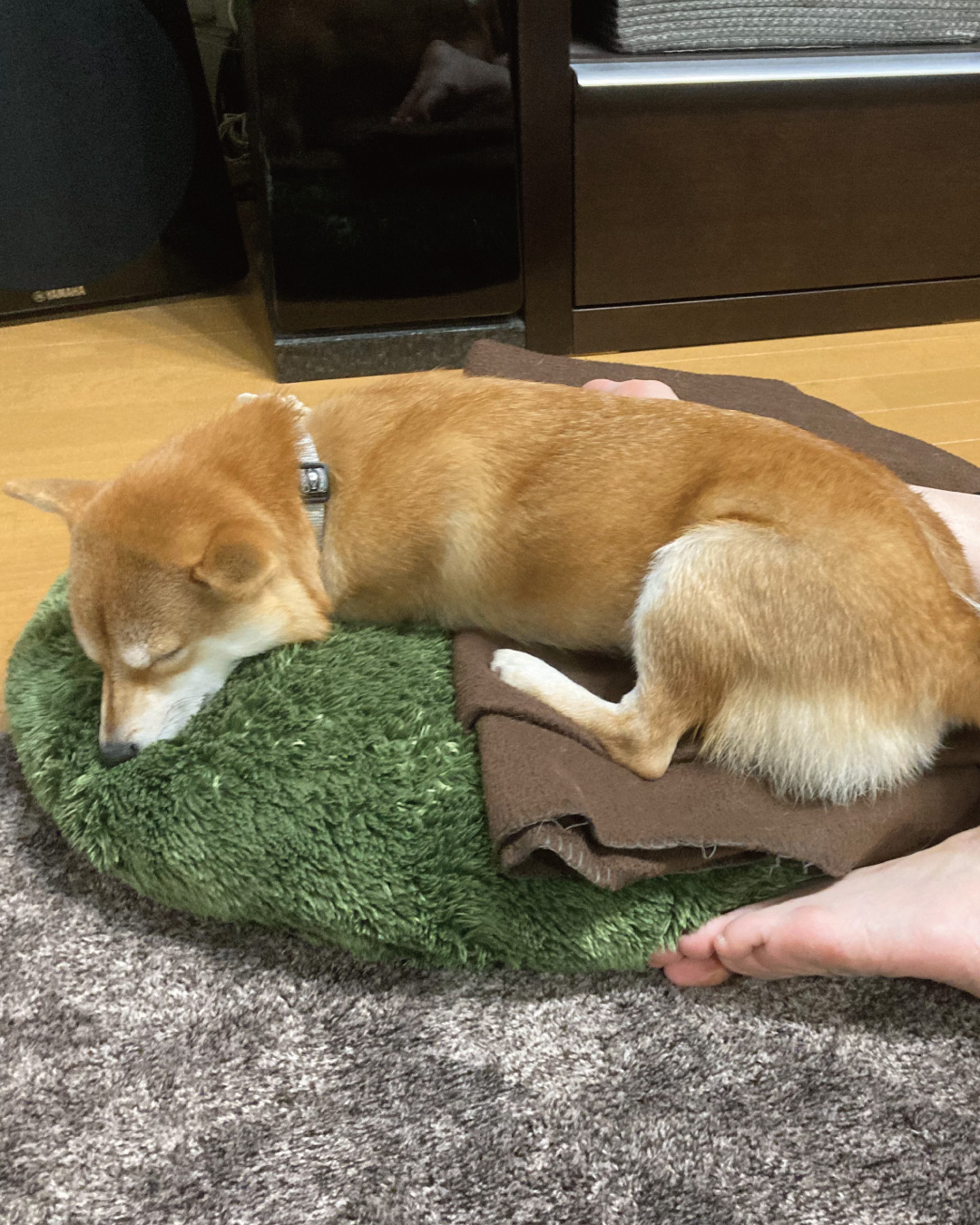 足元で寝る犬 Twitter Search Twitter