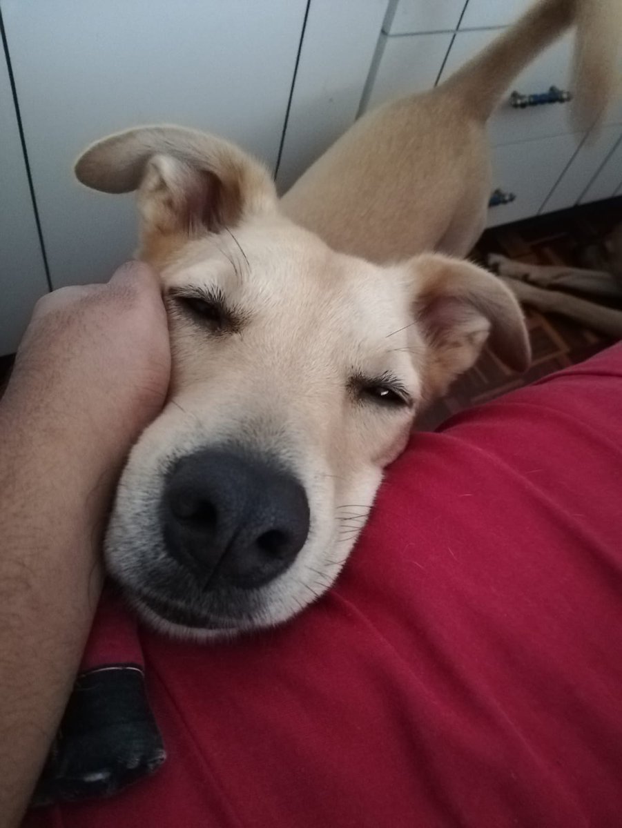 Legendarypod1's tweet photo. I'm taking part in #StepforPets @ScottishSPCA My two beautiful pups are both adopted. They're loving, clever dogs, and they're family. Adopting saves lives in more ways than one - their love and energy really helped me after my sister passed away (1/2)
https://t.co/egsYV55Sg5 https://t.co/pArSsaHiwE