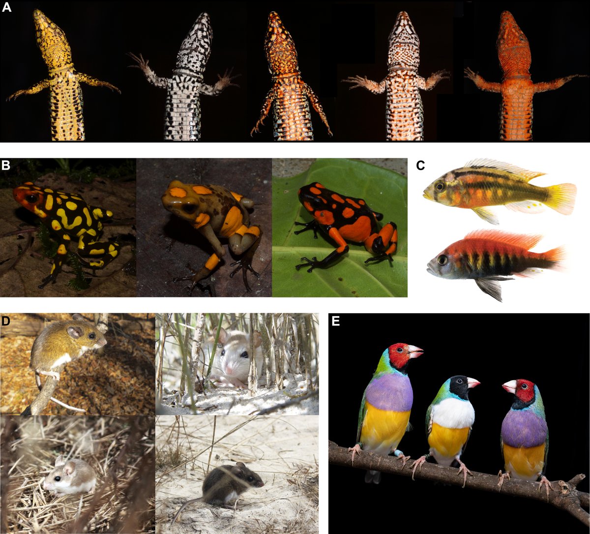 M. Emília Santos (@emiliapsantos) on Twitter photo Excited to share a meta-analysis of the loci/mutations contributing to vertebrate #pigmentation variation. Led by <a href="/JoelElkin416/">Joel Elkin</a> with @evolvwing and <a href="/Biol4Ever/">Virginie Courtier Orgogozo</a> using @gephebase data. We identify trends and knowledge gaps in the field. We hope you enjoy it. shorturl.at/uzBQ5 Excited to share a meta-analysis of the loci/mutations contributing to vertebrate #pigmentation variation. Led by <a href="/JoelElkin416/">Joel Elkin</a> with @evolvwing and <a href="/Biol4Ever/">Virginie Courtier Orgogozo</a> using @gephebase data. We identify trends and knowledge gaps in the field. We hope you enjoy it. shorturl.at/uzBQ5