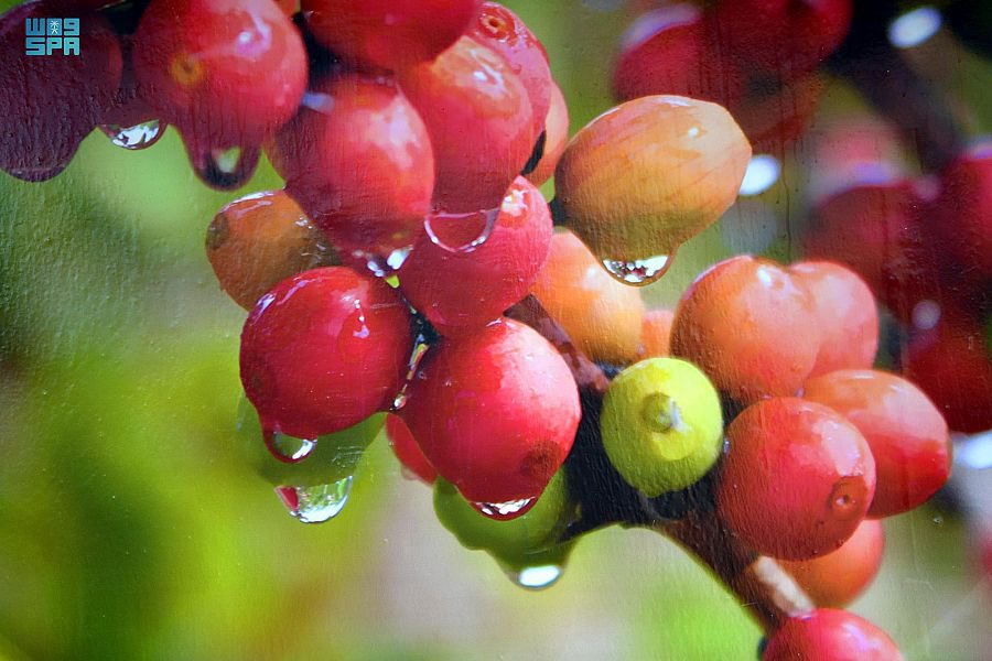 " البن الخولاني السعودي " ؛ استثمار وتنمية ..

أكثر من 1802 من مزارعي البن بمحافظات الدائر، وفيفاء، والعارضة، والعيدابي، والرّيث، وهروب، لديهم حالياً 332,857 شجرة بن منها 203,504 أشجار مثمرة.
-