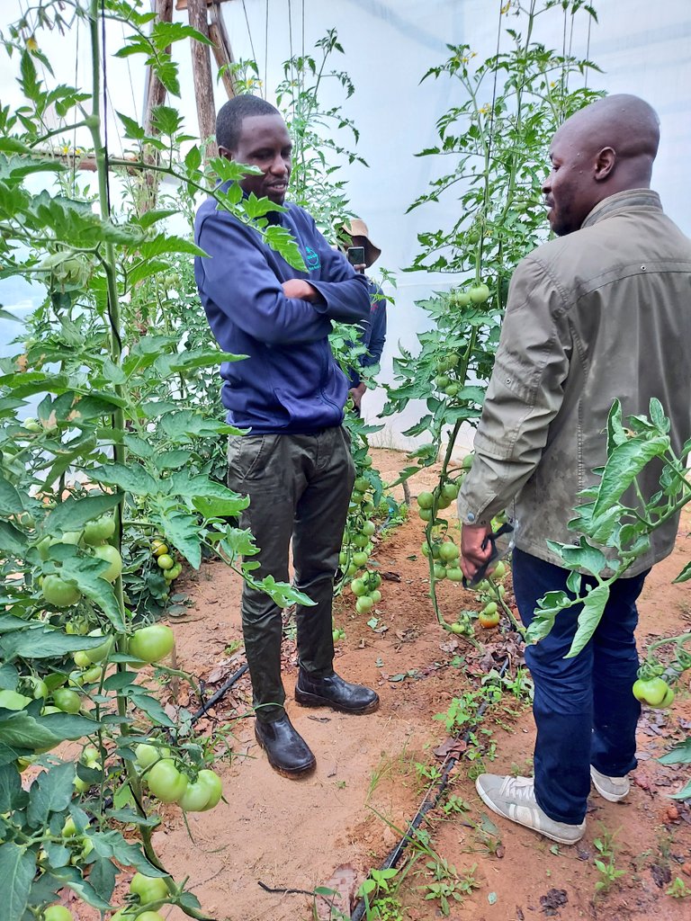 mucharedzeyi's tweet photo. Mazuwa ekutanga zvainge Jee
Weldone  Soko @MwamunaAgro you re doing well. @BKUsore arisi dambe ba hwii https://t.co/W1vlIvL9of