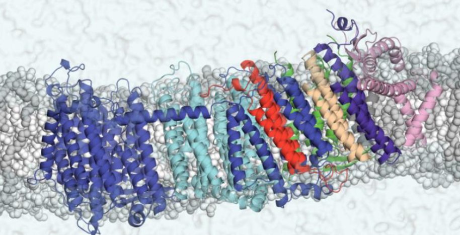 vivekvivsharma's tweet photo. High resolution structure and MD simulations of Mrp antiporter. Collaborative work with @YongChan_zzz @OutiHaapanen @MPIbp @goetheuni @IBC2_GU. Thanks to @helsinkiuni @KumpulaScience @BIOTECH_UH @SigridJuselius @SuomenAkatemia #Erkkofoundation #Ehrnrooth
https://t.co/igRkCEZiwr https://t.co/5ZdpcPH4gE