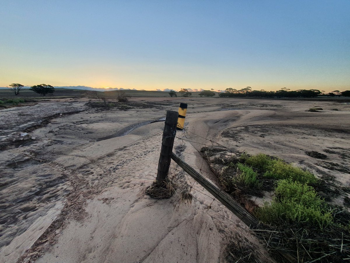 Uralba White Suffolk tweet media