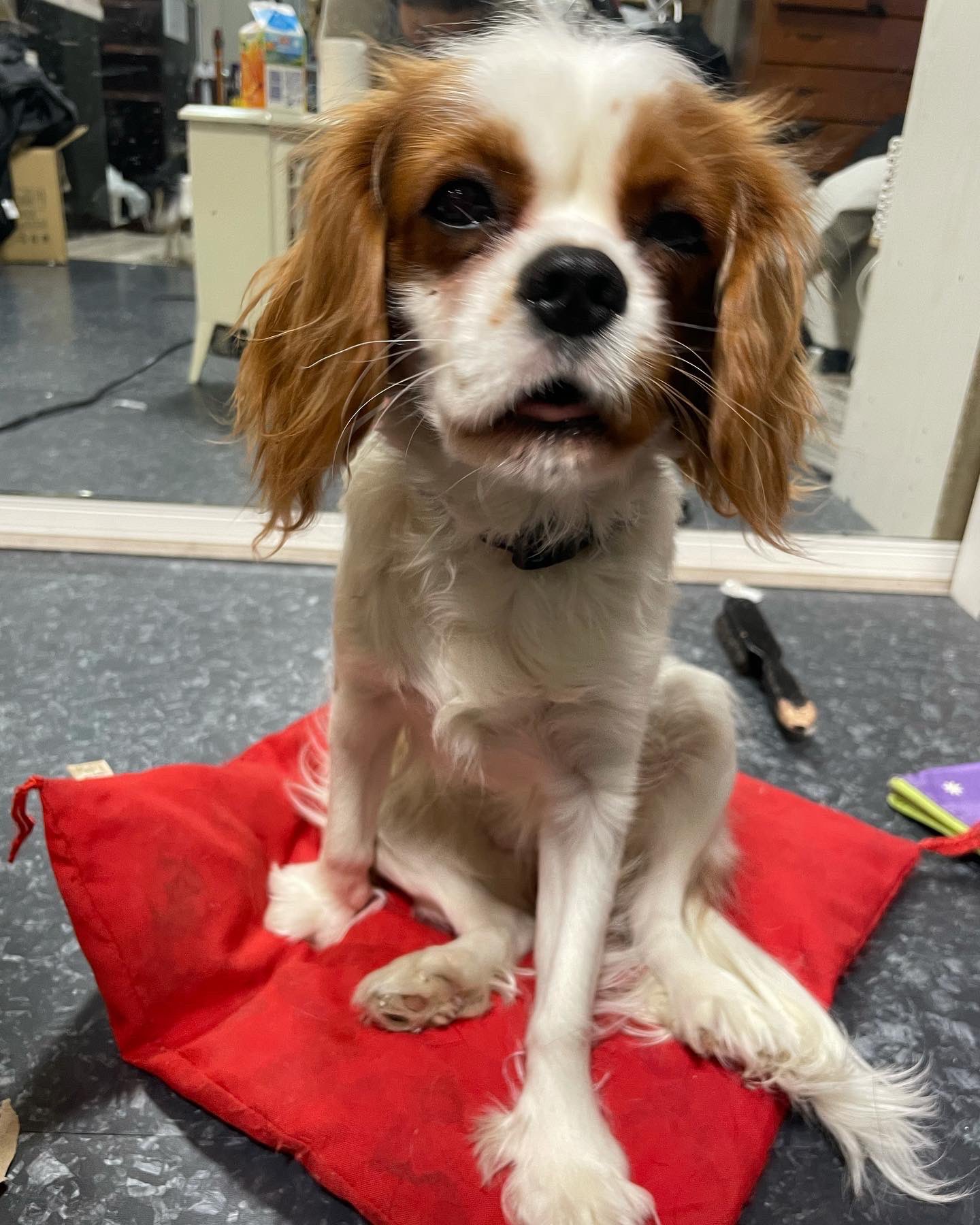 ゆっきー そして 代犬 できた 添てん キャバリア ブレンハイム とても懐こい いつも尻尾ぱたぱた 決して代わりではない我が家のオンリーワン T Co Z7licdtve0 Twitter