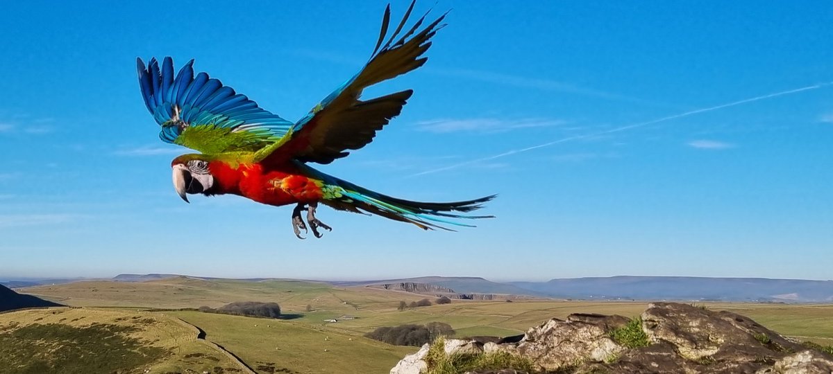 ValHaslam's tweet photo. @BBCSpringwatch Witnessed the beautiful sight of Macaws being free flown at the top of Chrome Hill (Dragons Back) in Derbyshire https://t.co/JGo6cFv4Yt