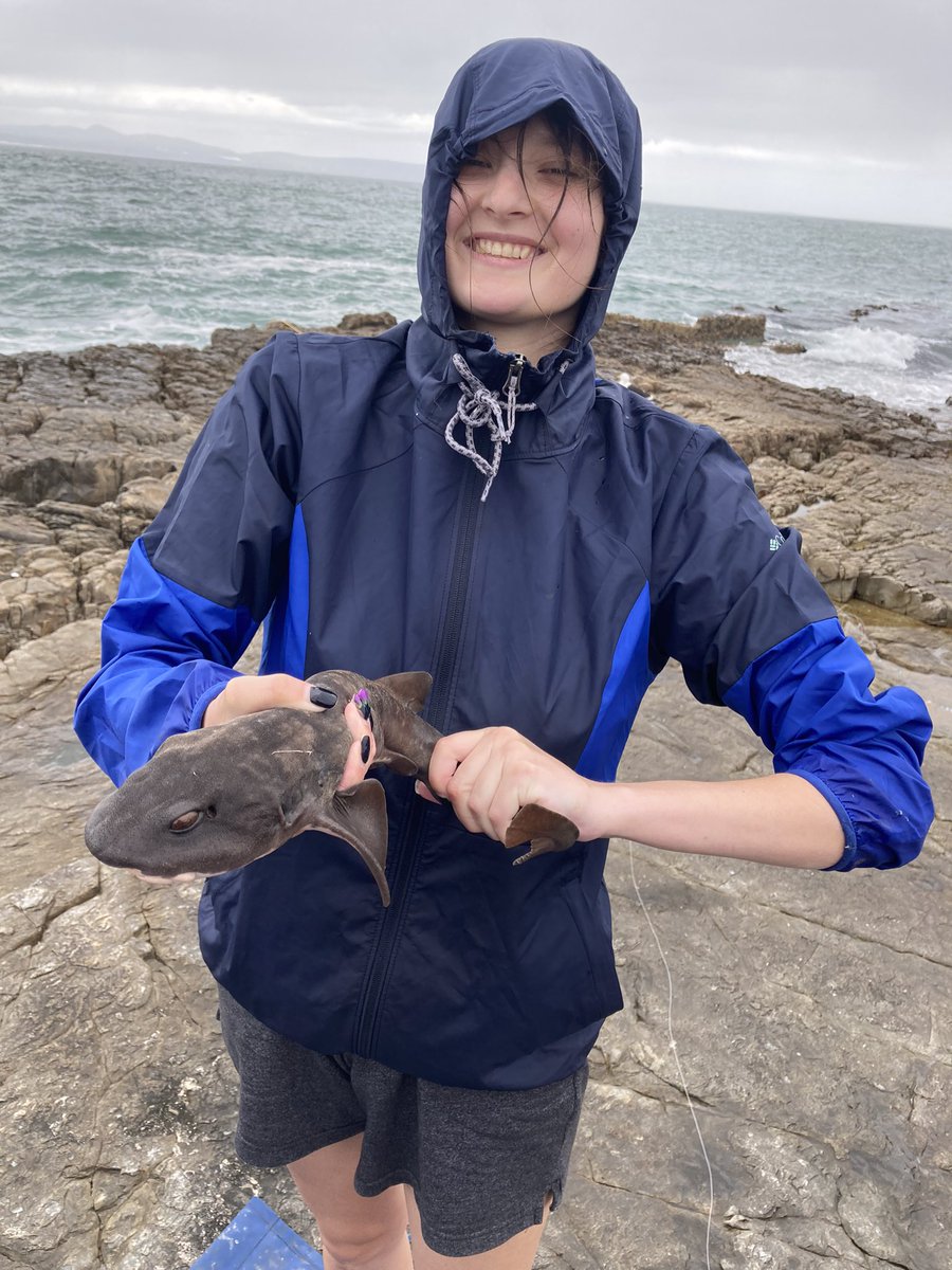 South African Shark Conservancy tweet media