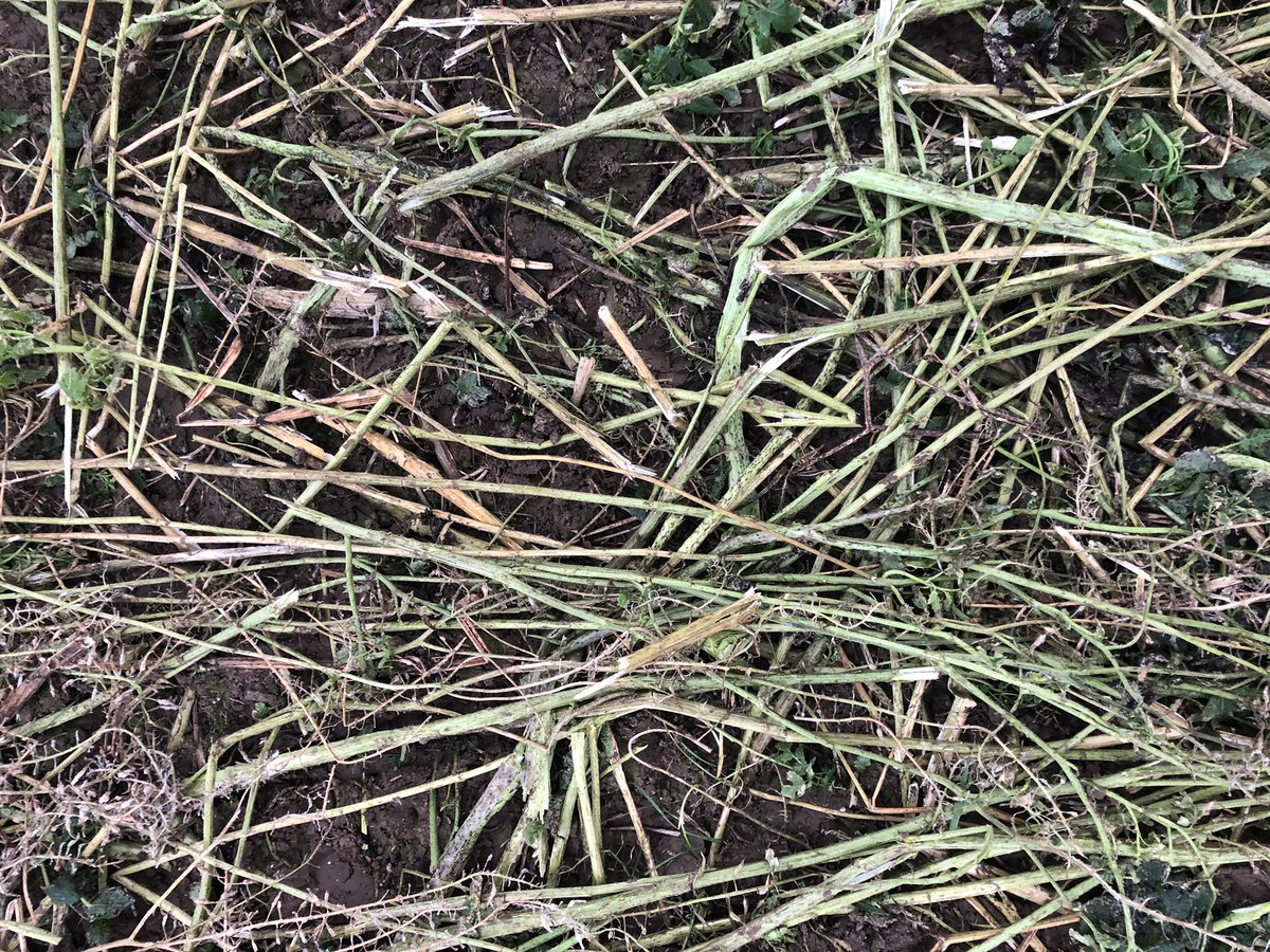 Nico_Graf3's tweet photo. Rolling cover crops in the frost, hope there is no need to use an herbicide. 1,5m tall. Güttler is doing a pretty nice job and opening up the stem, that the next frost can get in. https://t.co/9sMyOYQhjP