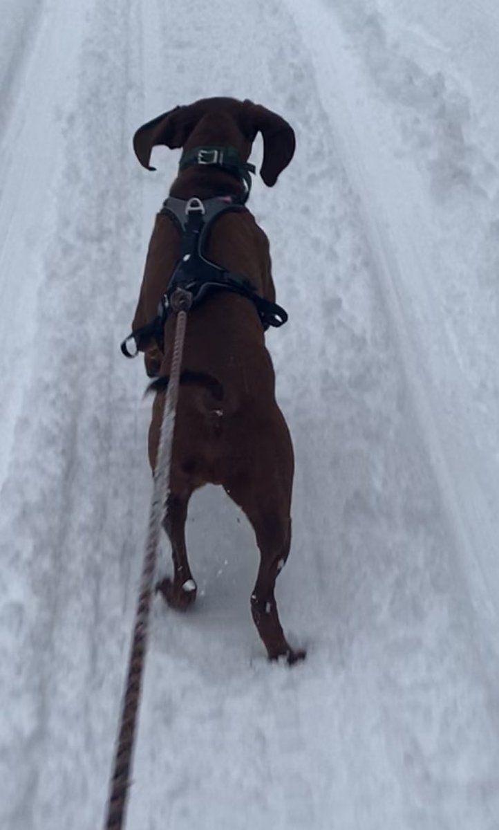 vt_trees's tweet photo. @lifelegeros @finleyjd Maybe consider some form of harness. Less stress on the neck. https://t.co/W2VjZtLK9N