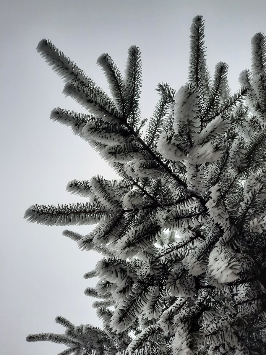 Thin plants supporting quite a bit of #rimeice on Wales' #CambrianMountains yesterday! #rime #ice #freezingfog #fog #severnway @UKWX_ @StormHour @DerekTheWeather