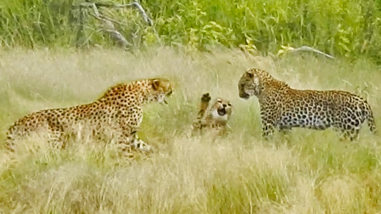 LatestPilanesBG's tweet photo. WATCH:

An extremely shocking sighting of an adult leopard stalking and catching a cheetah cub while its mother tries to protect it.  
Seen over this last weekend!

https://t.co/sFxPWiTsWQ https://t.co/DkQL7Y5vTy