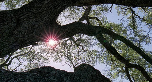 The Tree of Life (2011) , dir. Terrence Malick