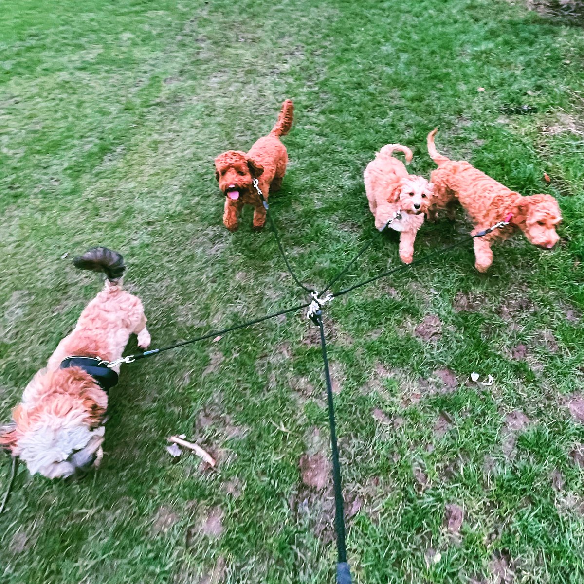 WoofPlay's tweet photo. Outnumbered 🐶 #cockapoos #maltesedaschund #walkies #woofplay #woofplaywirral #wirraldogs #dogswirral #wirraldogwalks #dogwalkerwirral #wirraldogwalker #wirraldogservices https://t.co/xy7GPjgG2k