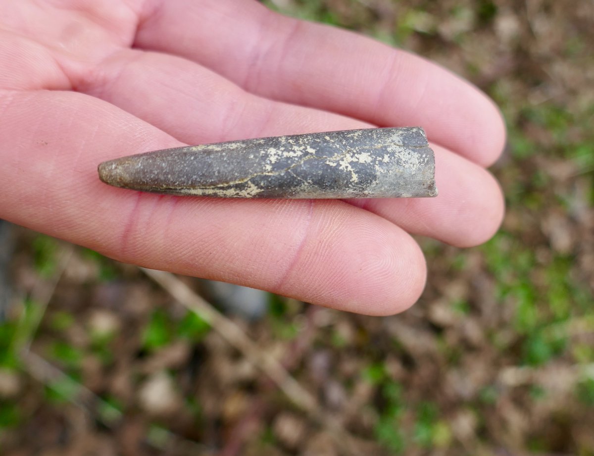 wildlifebcn's tweet photo. We haven't unearthed a 10m sea dragon @LeicsWildlife @WildlifeTrusts but found a 10cm belemnite fossil on the banks of the river Nene (Iain Webb while on an otter survey). These tiny marine creatures lived 201-66 million years ago
#smallisbeautiful #oldisbeautiful #jurassicpark https://t.co/Wv9LKG5u9U