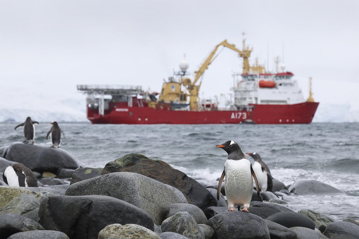 hmsprotector's tweet photo. Everyone loves a stores party... we've been keeping busy restocking @AntarcticHT at Port Lockroy, taking care not to disturb the nesting Gentoo penguins.

#lotsofboxes #pusserschain https://t.co/7iElyyrkk3