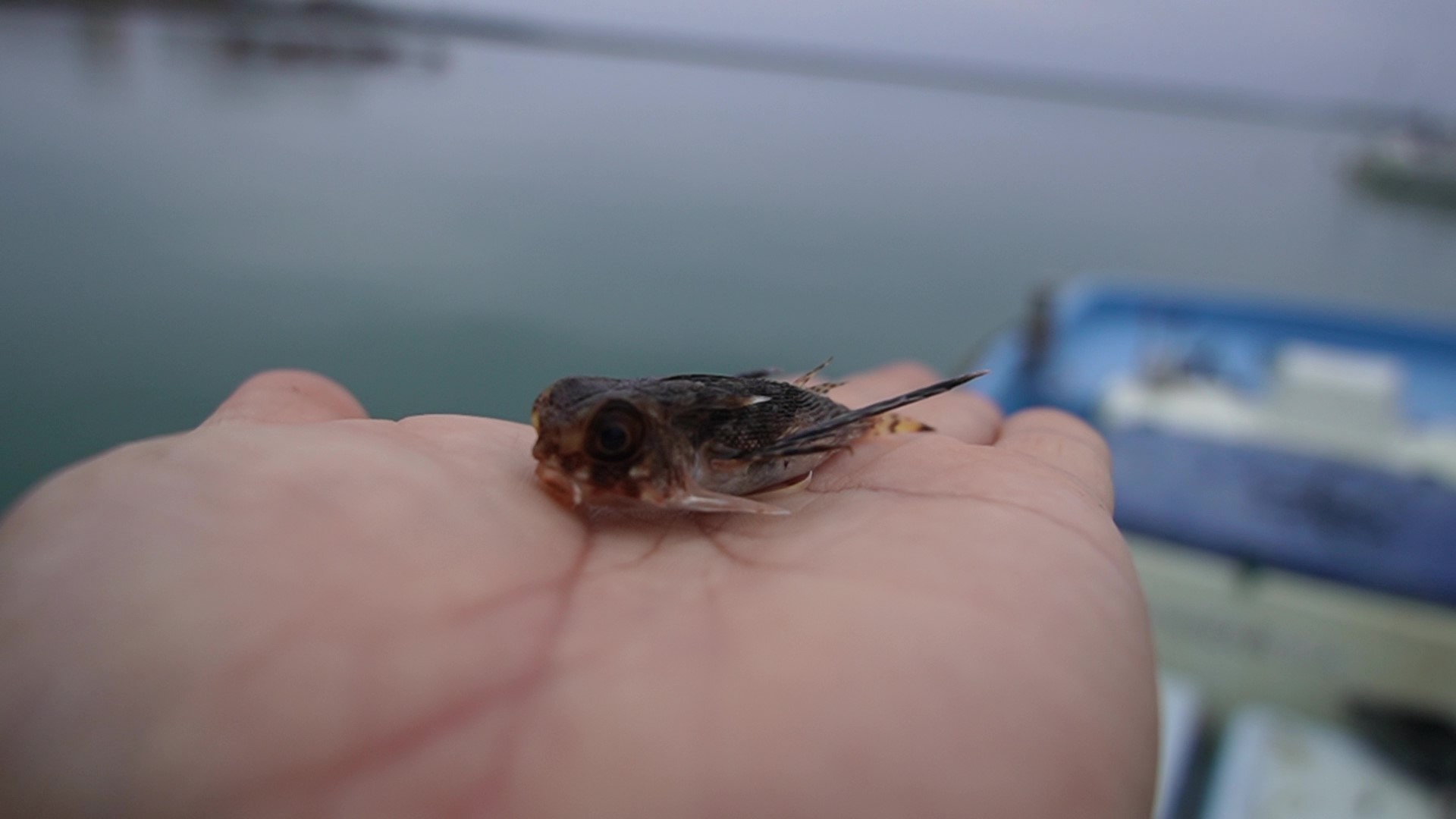 Fishermans 毎日漁師 虫みたいな魚がいた 足があるのでホウボウの仲間っぽいですね T Co Wnhen1ye75 Twitter