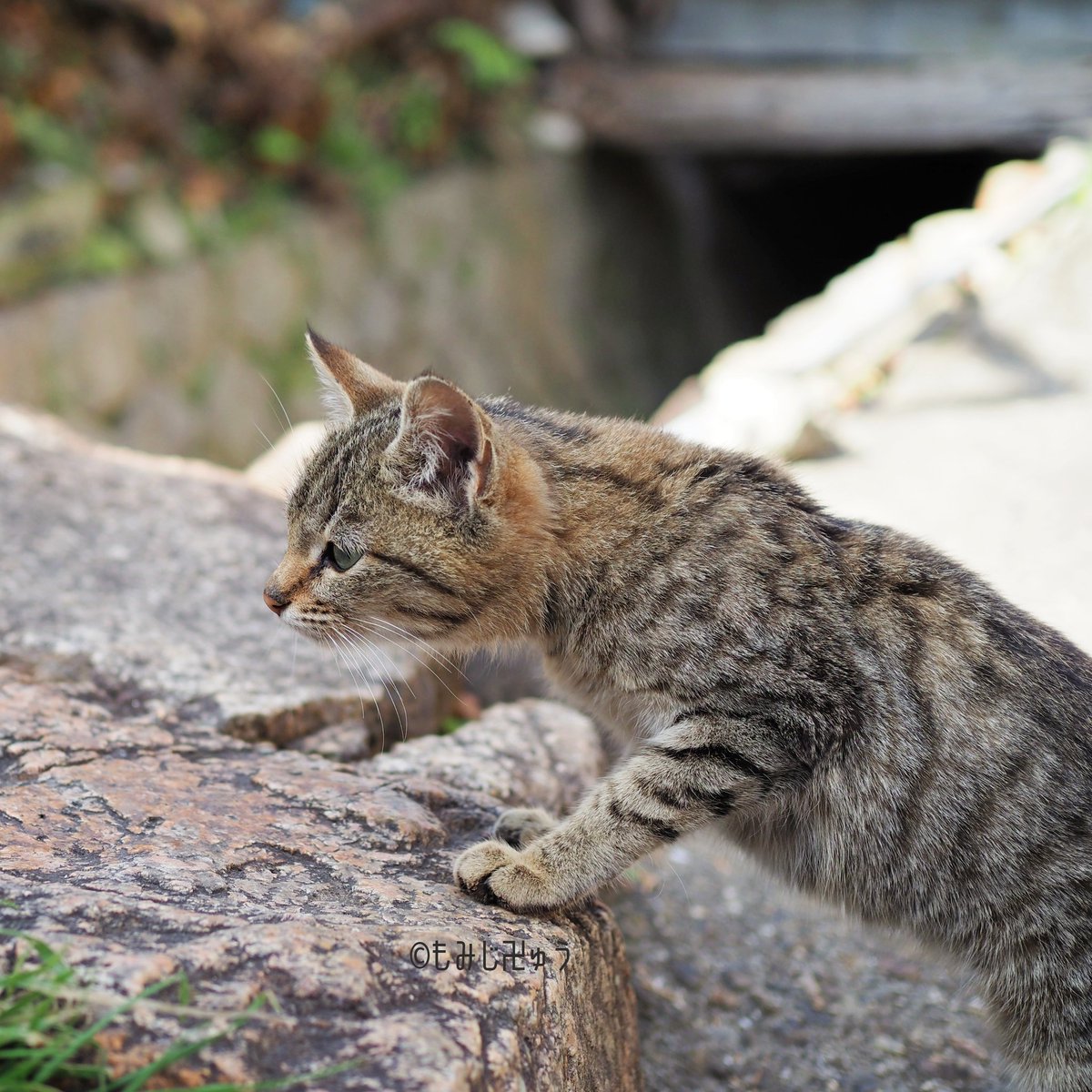 鞆の浦ねこズ145