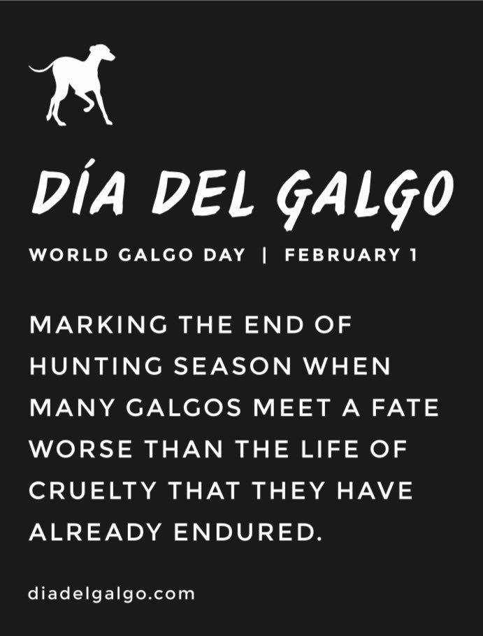 Millenosuke's tweet image. World Galgo Day is comming🐾🙏
#diadelgalgo #worldgalgoday #stopgalgueros #galgo #galgorescue #maltratogalgos