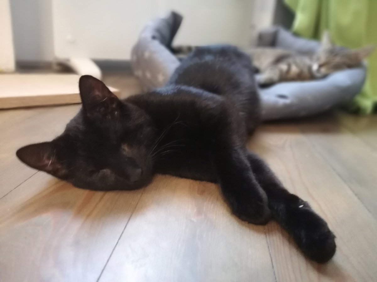 streetcatsofvis's tweet photo. Bea and Stripe are looking for a home together. Bea has no eyes, but she has Stripe: thanks to him, she can do everything a normal cat does, and has grown into a confident cat full of personality with Stripe by her side. The two of them are inseparable. More on insta and fb. https://t.co/qlGgcnTcmH