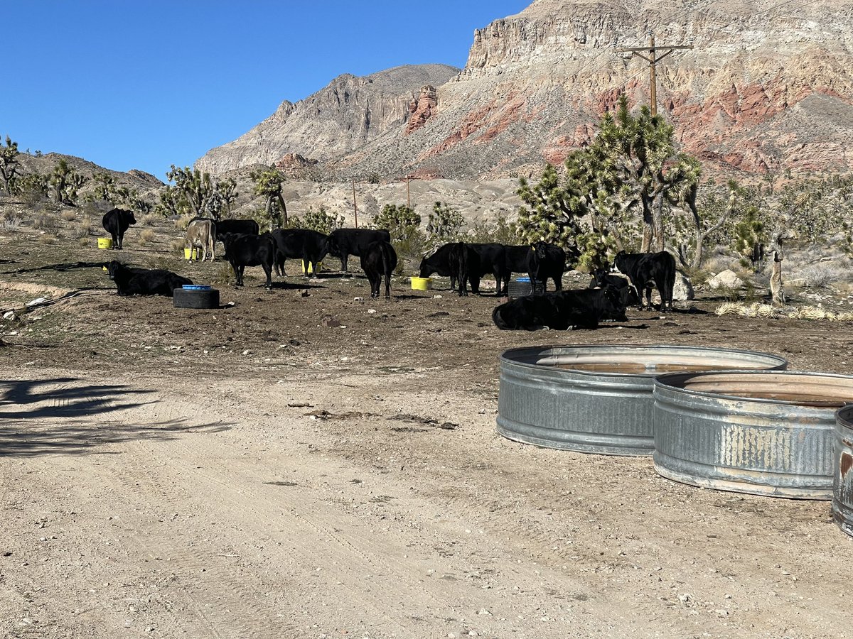 bluetaco322's tweet photo. I found some cows in the middle of nowhere today on my adventures https://t.co/WHe6yHmINv