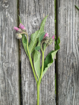 Comfrey contains the perfect C:N ratio, enabling optimum N intake), and micro nutrients, manganese (which aids and improves water splitting in the early stages of photosynthesis), and calcium (vital for cell membrane development....the membrane being the 'brain' of the cell) https://t.co/B50dp7SKWU