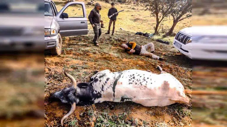 AlbertoRSaeta's tweet photo. A la izquierda la foto original del incidente en una montería de Sevilla en la que un cazador mató una vaca porque atacaba a otro cazador. A la derecha la foto "tratada" que publica Jara y Sedal para que no veas la sangre y los desgarros de la vaca. #NoALaCaza #LaVerdadDeLaCaza https://t.co/gXfMBaYdcO
