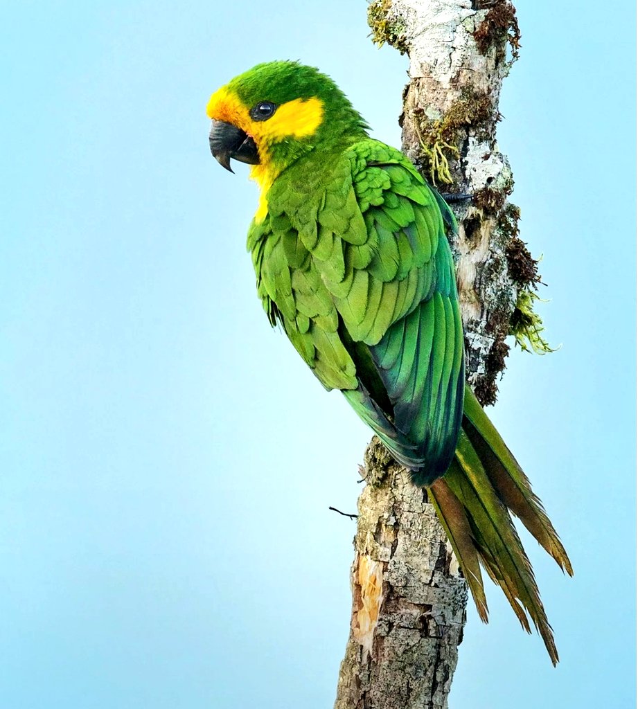 LatAmTravelist's tweet photo. British writer &amp; birder Chris Bell brilliantly sets out the benefits of #birding &amp; #ecotourism for the future of #Colombia, one of the most #biodiverse countries in the world. 
Read Chris's insightful overview of this paradise for birders:
https://t.co/Ry0vqezewF

#VisitColombia https://t.co/R2IuM0R1TQ