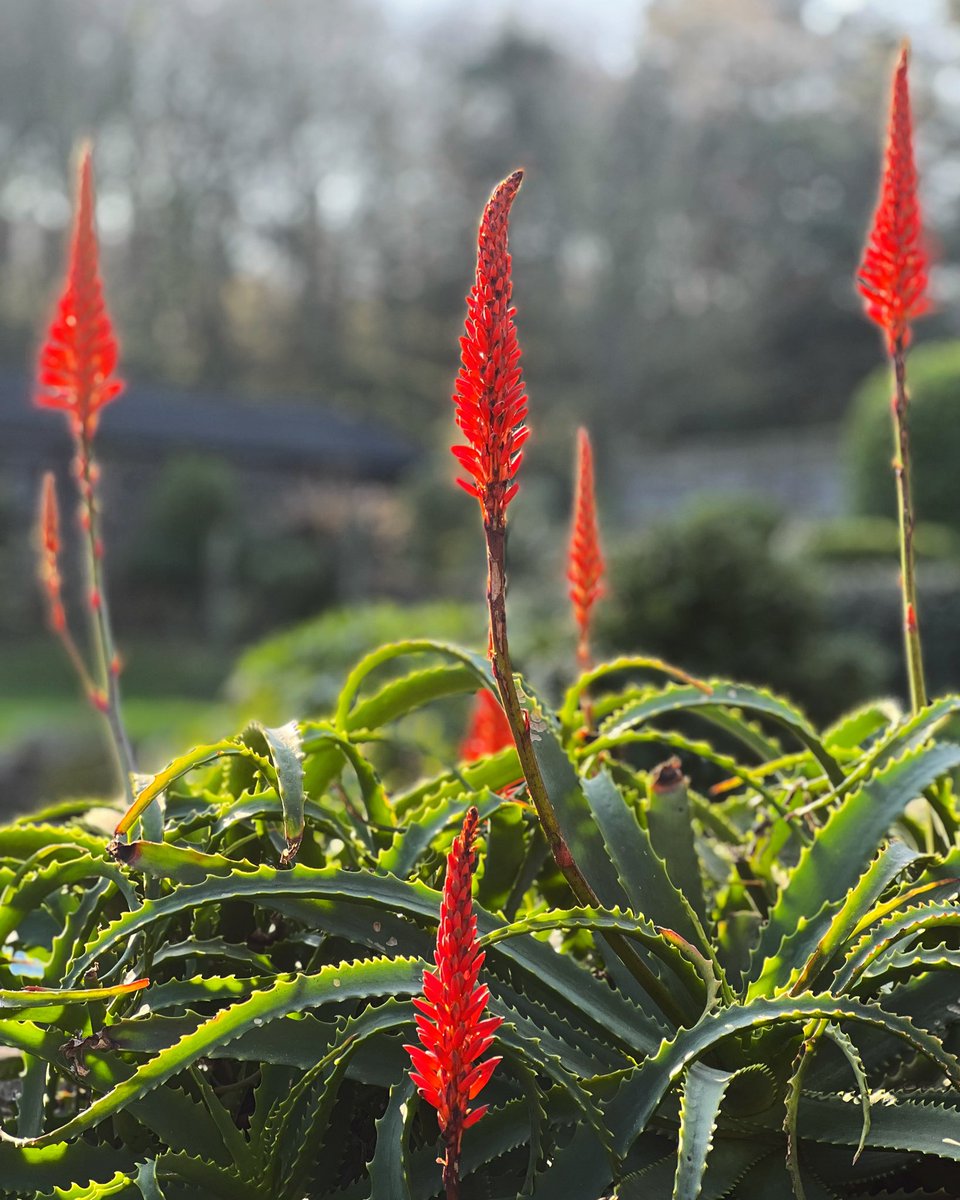 SarkHotel's tweet photo. ❤️ Aloe arborescens looking blooming glorious beside the swimming pool at Stocks.
☀️Enjoying the winter sunshine and our temperate climate.
https://t.co/gIwNOhSn80
#sarkhotel #sarkisland #temperateclimate #succulent #wintersunshine #GardeningTwitter https://t.co/uU2U4k1rRE