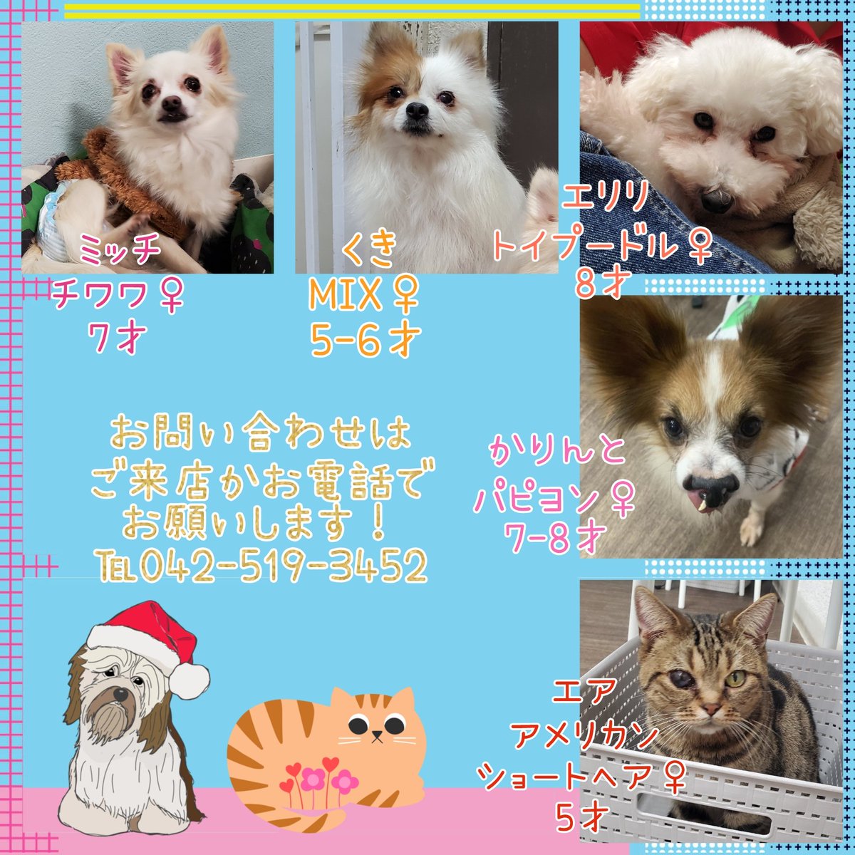 hogocafe_tachi's tweet photo. 1/25現在里親募集中の🐶🐱です🙌✨

個性豊かなメンバーがずっとの家族を待っています🥺💓

ご質問お問い合わせはご来店かお電話でお願い致します🙇‍♀️
℡042-519-3452

みんなに少しでも早く家族が出来るよう、拡散のご協力をお願い致します🙏

#保護犬カフェ立川店 #ラブファイブ #里親募集中 #拡散希望 https://t.co/SZ37G9hMAD