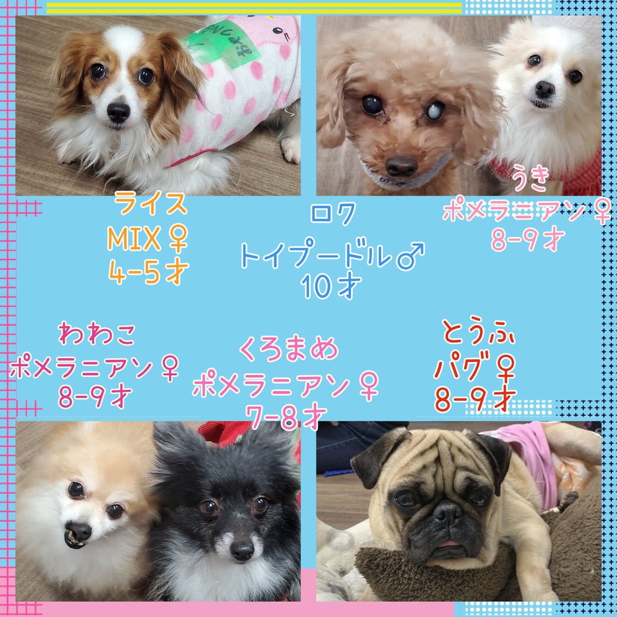 hogocafe_tachi's tweet photo. 1/25現在里親募集中の🐶🐱です🙌✨

個性豊かなメンバーがずっとの家族を待っています🥺💓

ご質問お問い合わせはご来店かお電話でお願い致します🙇‍♀️
℡042-519-3452

みんなに少しでも早く家族が出来るよう、拡散のご協力をお願い致します🙏

#保護犬カフェ立川店 #ラブファイブ #里親募集中 #拡散希望 https://t.co/SZ37G9hMAD